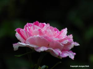 Minot Rose Garden Photography